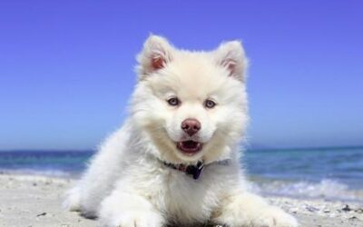Inside America’s Most Extravagant Celebrity Pet Spa